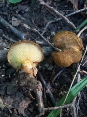 Boletinellus merulioides