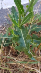 Sonchus oleraceus