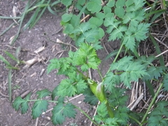Ligusticum jeholense