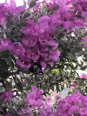 Bombus sonorus