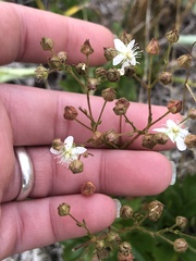 Sibbaldiopsis tridentata