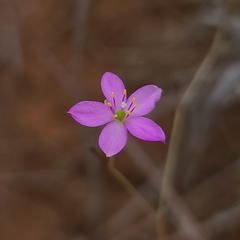 Phemeranthus parviflorus