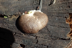 Reticularia