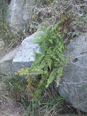 Athyriaceae