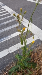 Sonchus oleraceus