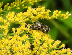 Eristalis dimidiata