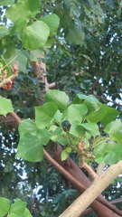 Erythrina variegata