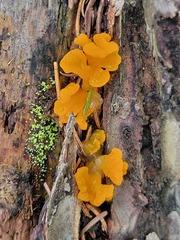Dacrymyces spathularia