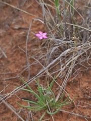 Phemeranthus parviflorus