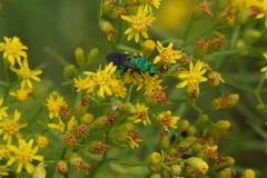 Chrysididae