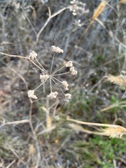 Torilis arvensis
