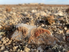 Stellarangia testudinea