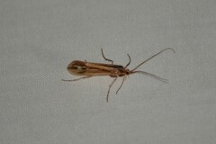 Limnephilus ornatus