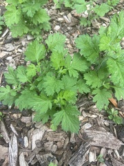 Artemisia vulgaris