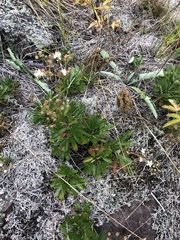 Sibbaldiopsis tridentata