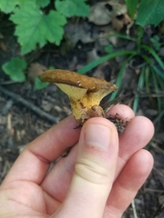 Boletinellus merulioides