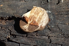 Reticularia