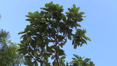 Terminalia bellirica