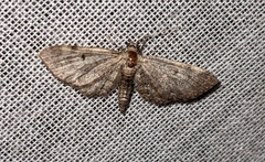 Eupithecia miserulata