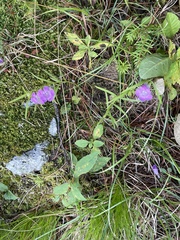 Agalinis purpurea