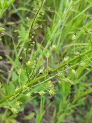 Verbascum phoeniceum