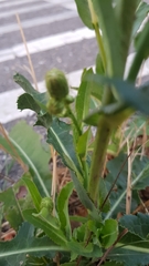 Sonchus oleraceus