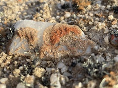 Stellarangia testudinea