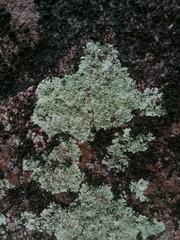 Xanthoparmelia cumberlandia
