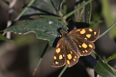 Metisella metis paris