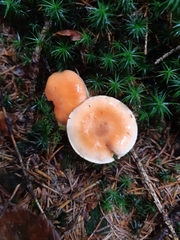 Pyrrhulomyces astragalinus