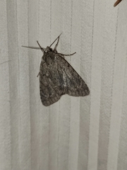 Acronicta
