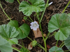Malva neglecta