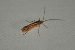 Limnephilus ornatus