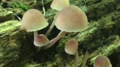 Mycena haematopus