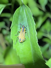 Chauliognathus marginatus