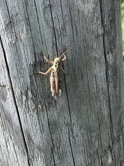 Melanoplinae