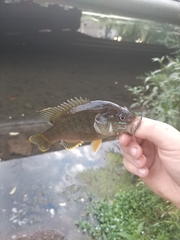 Lepomis cyanellus