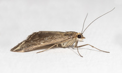 Loxostege sticticalis