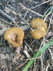 Boletinellus merulioides