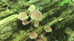 Mycena haematopus