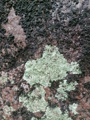 Xanthoparmelia cumberlandia