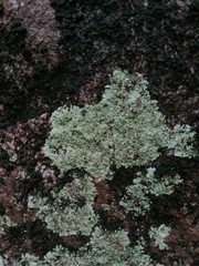 Xanthoparmelia cumberlandia