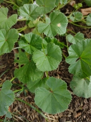 Malva neglecta