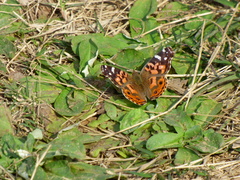 Vanessa braziliensis