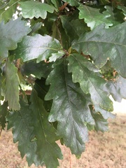Quercus cerris