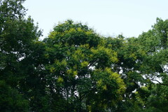 Koelreuteria paniculata