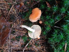 Pyrrhulomyces astragalinus