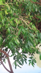 Putranjiva roxburghii