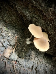 Entoloma strictius