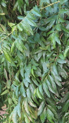 Putranjiva roxburghii